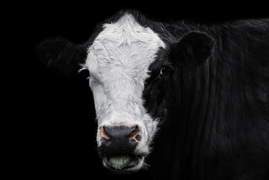 The Importance of Quality Bloodlines