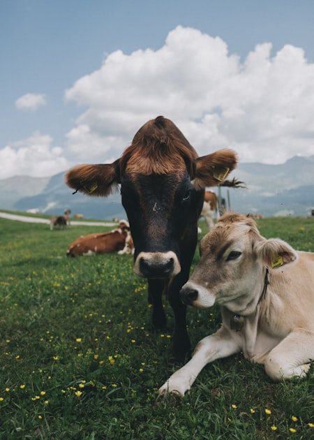 Investing in Premium Livestock