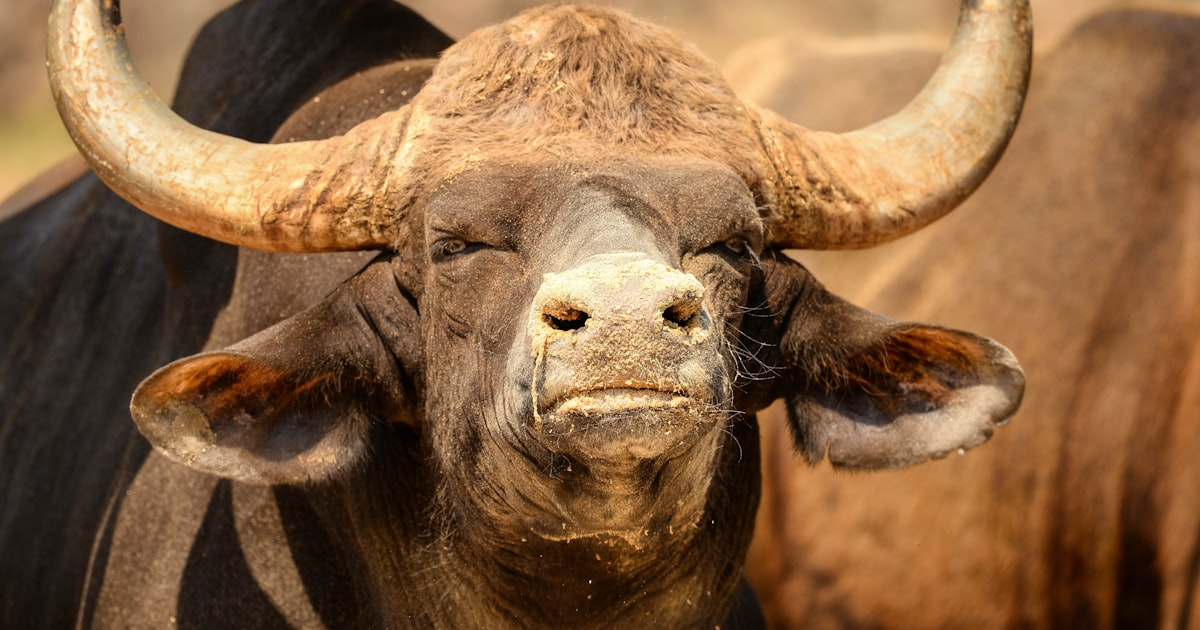 Understanding Simmental Cattle